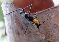 Demonax chrysoderes