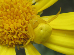 Thomisus daradioides