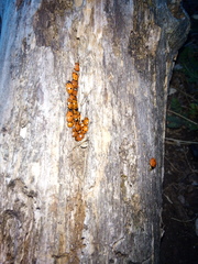 Ceratomegilla undecimnotata