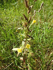Oenothera × fallax