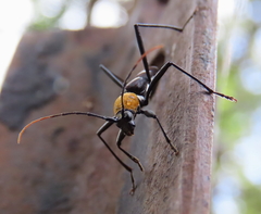 Demonax chrysoderes