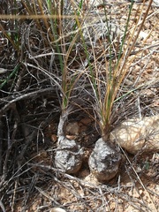 Ornithogalum juncifolium