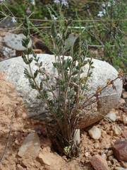 Pelargonium rapaceum