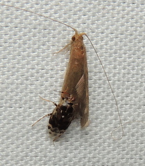 Deraeocoris nebulosus