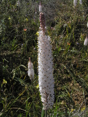 Bulbinella cauda-felis