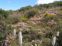 Bulbinella cauda-felis