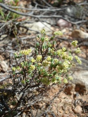 Psammotropha quadrangularis