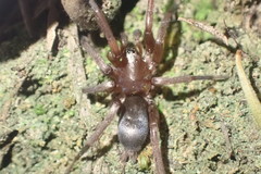 Hypodrassodes maoricus