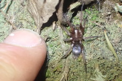 Hypodrassodes maoricus