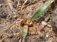 Syringodea derustensis