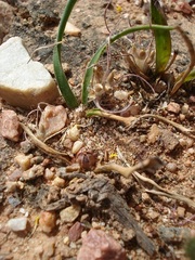 Syringodea derustensis