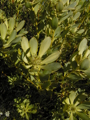 Leucadendron loranthifolium