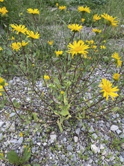Grindelia scabra