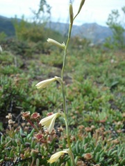 Hesperantha radiata