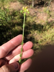 Hypericum setosum