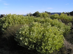 Leucadendron loranthifolium