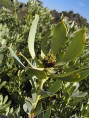 Leucadendron loranthifolium