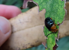 Lamprolina simillima