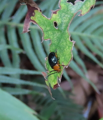 Lamprolina simillima