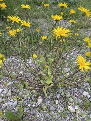 Grindelia scabra