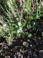 Senecio cymbalarifolius