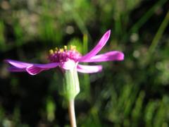Senecio cymbalarifolius