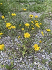 Grindelia scabra