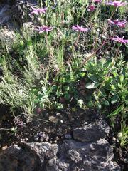 Senecio cymbalarifolius