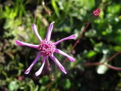 Senecio cymbalarifolius