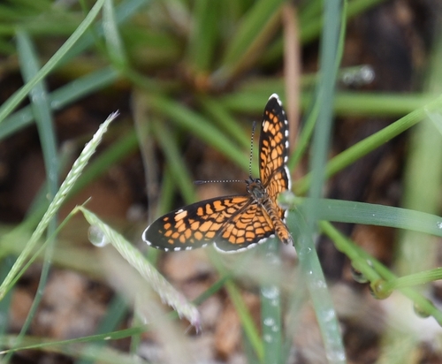 Tiny Checkerspot photo 2