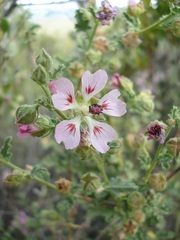 Anisodontea