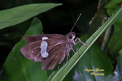 Notocrypta