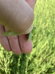 Scudderia curvicauda