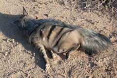 Proteles cristatus
