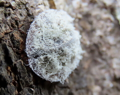 Emcephalus floccosus