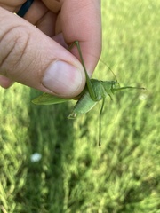 Scudderia curvicauda