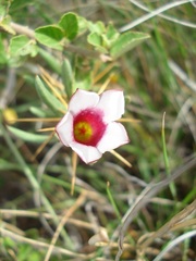 Pachypodium bispinosum