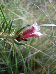 Pachypodium bispinosum