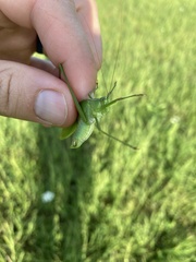 Scudderia curvicauda