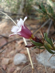 Pachypodium bispinosum