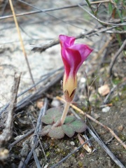 Oxalis algoensis