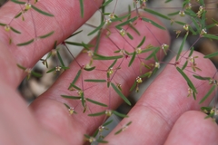 Euphorbia gracillima