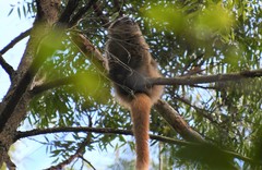 Callicebus nigrifrons