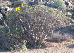 Aloidendron ramosissimum