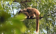Callicebus nigrifrons