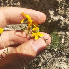 Picradeniopsis pringlei