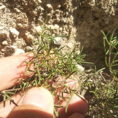Picradeniopsis pringlei