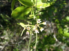 Astephanus triflorus
