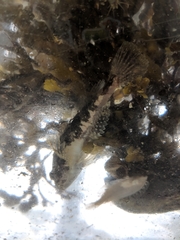 Myoxocephalus