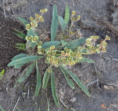 Euphorbia silenifolia
